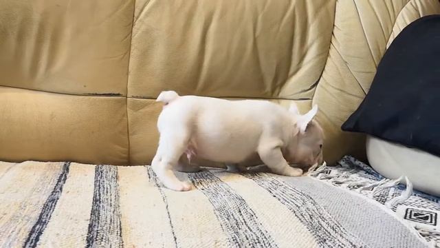 Французский бульдог мальчик 04/07/20