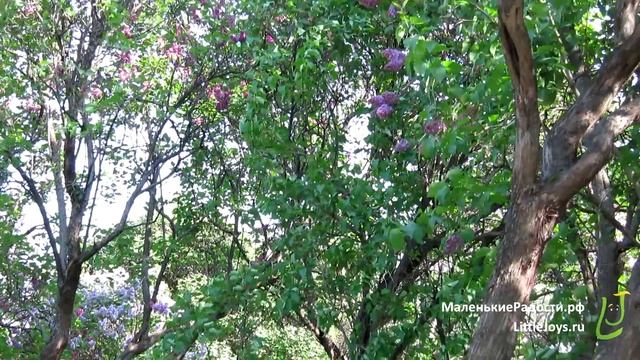 Сиреневый сад, Москва смотреть онлайн