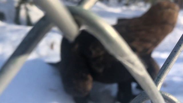Куся поздравляет всех с днём орнитолога смотреть онлайн