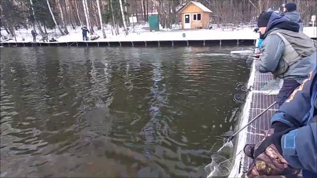 Как они это делают в минус 12? Ловля форели на спиннинг по открытой воде. Клёвое место спорт зона смотреть онлайн