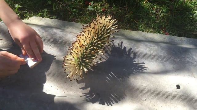 Поджигаем серу из 1500 спичек! Бешеный огурец! смотреть онлайн