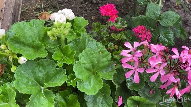 Сортовые пеларгонии смотреть онлайн