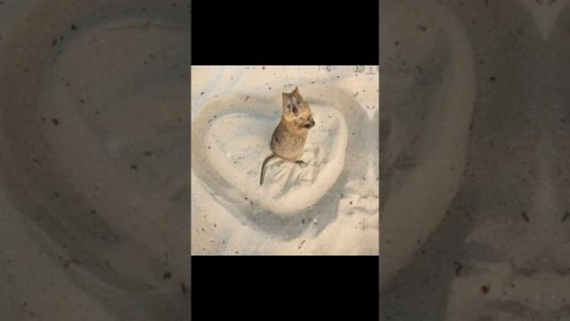 обработка квокка #квота #обработка #животные #монтаж #montage #animals смотреть онлайн