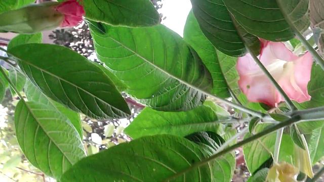 Brugmansia (103 angel's trumpet) flowers смотреть онлайн