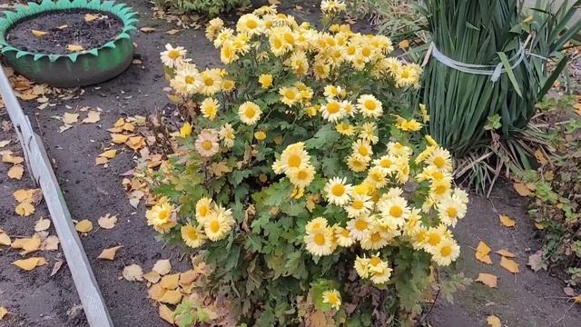 Не прогуляться ли нам по цветам??? смотреть онлайн