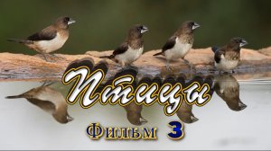 Птицы. Фильм 3  Birds. Movie 3