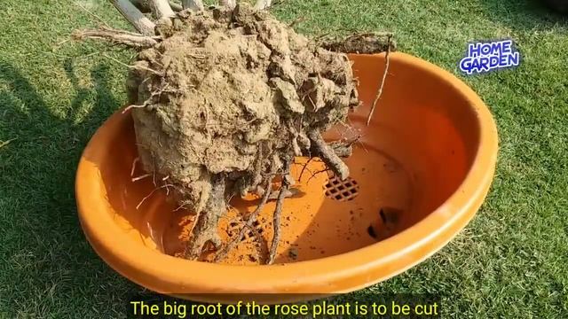 How to make a Rose Bonsai Home/Garden смотреть онлайн
