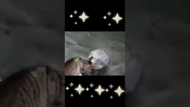 ТИК ТОК ВИДЕО ПРИКОЛЫ С ЖИВОТНЫМИ 2020 / САНЯ ТЫ В ПОРЯДКЕ смотреть онлайн