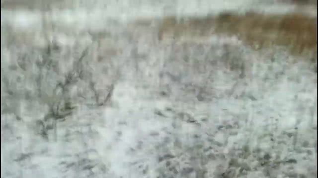 Проверка Петель на Зайца