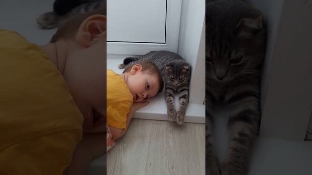Кот Батон. смотреть онлайн