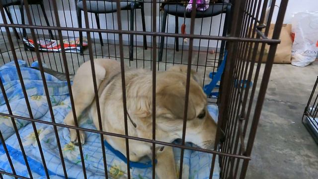 Собака из приюта с больной лапкой. смотреть онлайн