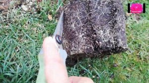 ГОРТЕНЗИЯ САМАРСКАЯ ЛИДИЯ.  ПОСАДКА