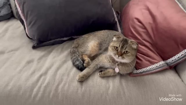 Котик пропал🐈Его нет🤔Комбинзон готов👍Дела домашние🐈🐈⬛Прогулка с Барни 🐕🦺Olga Kirchgessner смотреть онлайн