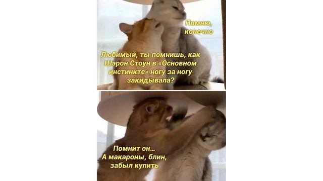 ИДЕАЛЬНЫЙ КАКТУС ))) Приколы с котами | Мемозг 1129 смотреть онлайн