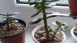 ✨ Бонсай из Денежного Дерева, первая обрезка Толстянки ?✨?