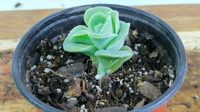 Graptoveria Lovely Rose DONSUCULENTO