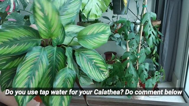 Plant Spotlight  - Calathea Ornata (Pinstripe Calathea)