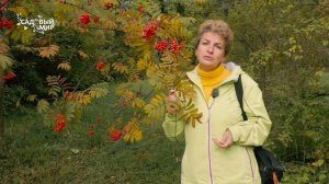 Рябина красная - это вкусно и полезно. Сорт сладкой рябины для заготовок.