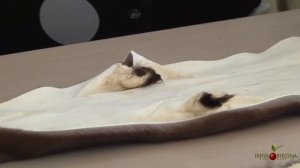 Полезные ЛАЙФХАКИ РАБОТЫ С МЕХОМ. Как ПРАВИЛЬНО подготовить шкурки норки к ремонту или пошиву