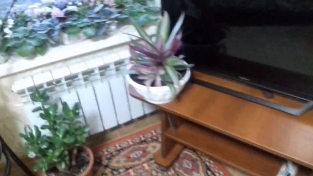 традесканция Рео, готовлю ужин. смотреть онлайн