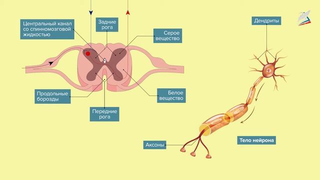 Строение и функции спинного мозга смотреть онлайн