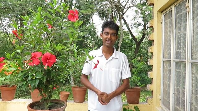 জবা ? গাছে প্রচুর ফুল পেতে গ্রীষ্মকালীন পরিচর্যা смотреть онлайн