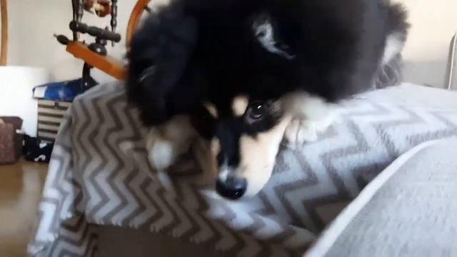 Hupsu the Finnish Lapphund VII смотреть онлайн