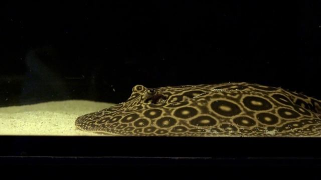 Строительство аквариума на 1700 литров ч1 смотреть онлайн