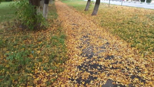 Всем доброе утро. 02.10.2022 год. Золотая осень. Много желтых листьев. Очень красиво.