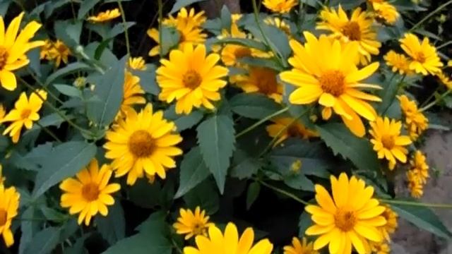 Рудбекия. Rudbeckia. Желтые солнышки в саду смотреть онлайн