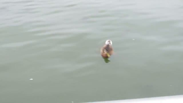 Всей семьей в парке "Победа" г. Минск смотреть онлайн