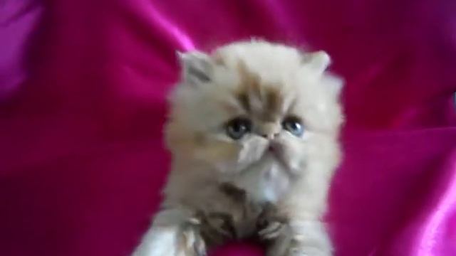 Изображение 248.avi смотреть онлайн