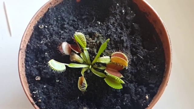 Венерина мухоловка кормление замедленная съемка Dionaea muscipula смотреть онлайн