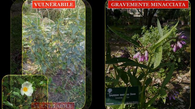 Orto in Pillole n 3. Piante a rischio di estinzione all'Orto Botanico di Pisa смотреть онлайн
