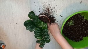 Карликовый замиокулькас Зензи, как пересадить, как ухаживать, чем отличается от остальных видов