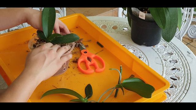Removing & Potting Phalaenopsis Keiki смотреть онлайн