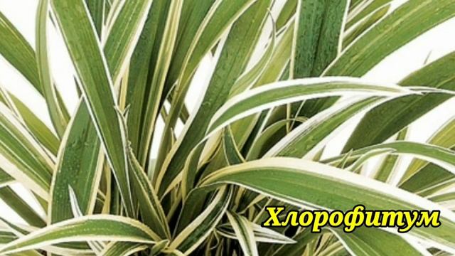 Самые простые в уходе комнатные цветы.Неприхотливые комнатные цветы.? смотреть онлайн