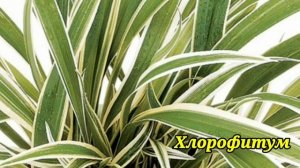 Самые простые в уходе комнатные цветы.Неприхотливые комнатные цветы.?