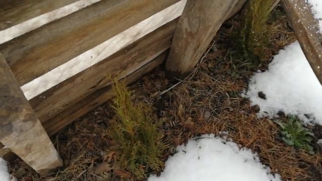 По первому снегу! Укрытия для хвойных! смотреть онлайн