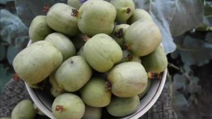 АКТИНИДИЯ- как определить где женское , а где мужское растение?