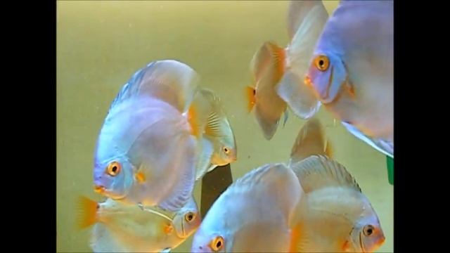 IvKo-Discus.Vrn Blue Diamond. Маточник.Чистая кровь с Малайзии. смотреть онлайн