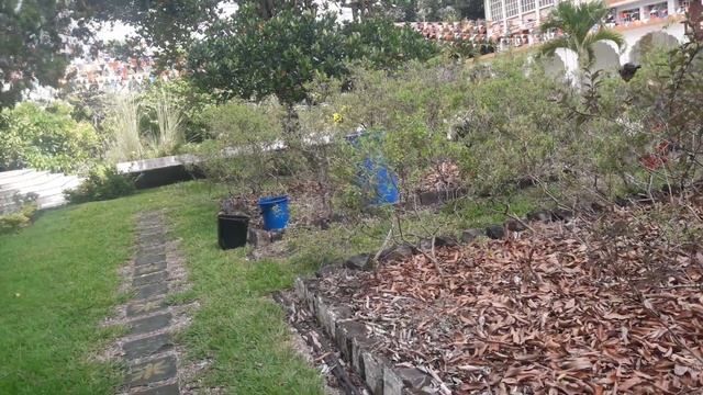 МАВРИКИЙ Заросли священного базилика Туласи TULASI PARIKRAMA смотреть онлайн