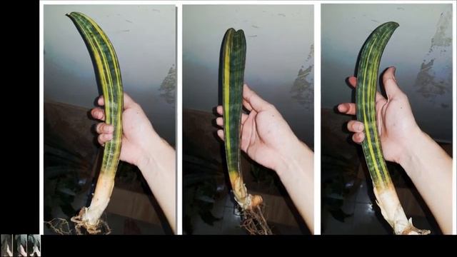 Sansevieria Sinus Simiorum Or Hallii