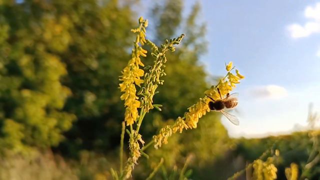 Буркун лікарський або буркун жовтий, донник, гуньба (Melilotus officinalis) смотреть онлайн