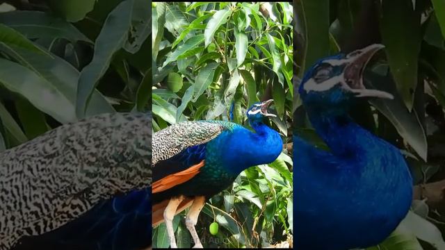 Peacock Birds Sounds:  #peacockcall  #amazingpeacock #animals #birds