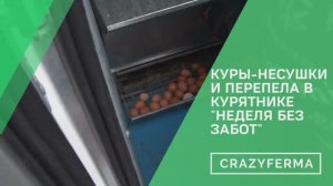 Как содержать кур и перепелов в одном курятнике и получать много яиц? Расскажем и покажем!
