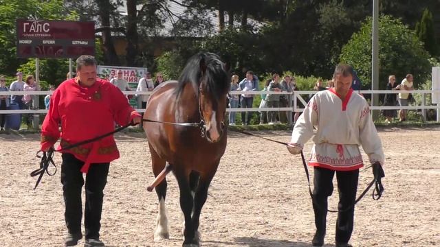 ВЛАДИМИРСКИЙ ТЯЖЕЛОВОЗ лошадь #ИППОсфера /Породы лошадей смотреть онлайн