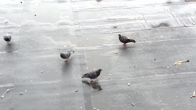 Чайка ворует хлеб у голубей смотреть онлайн