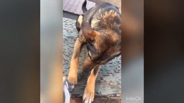 Приют! Стихотворение про бездомных животных. смотреть онлайн