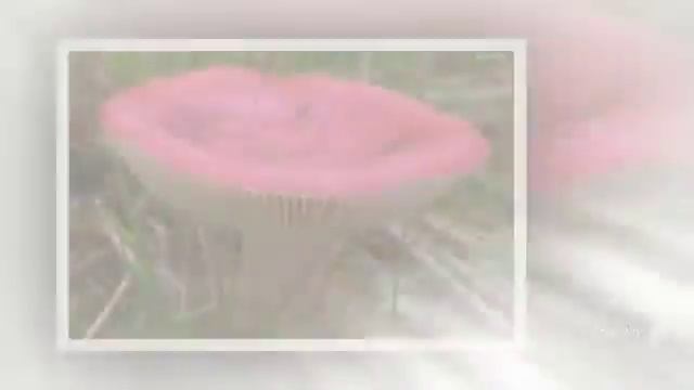 Russula - fungi kingdom смотреть онлайн